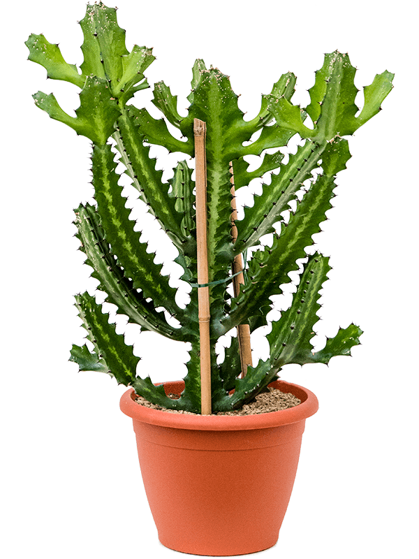Euphorbia lactea - Foto 76278