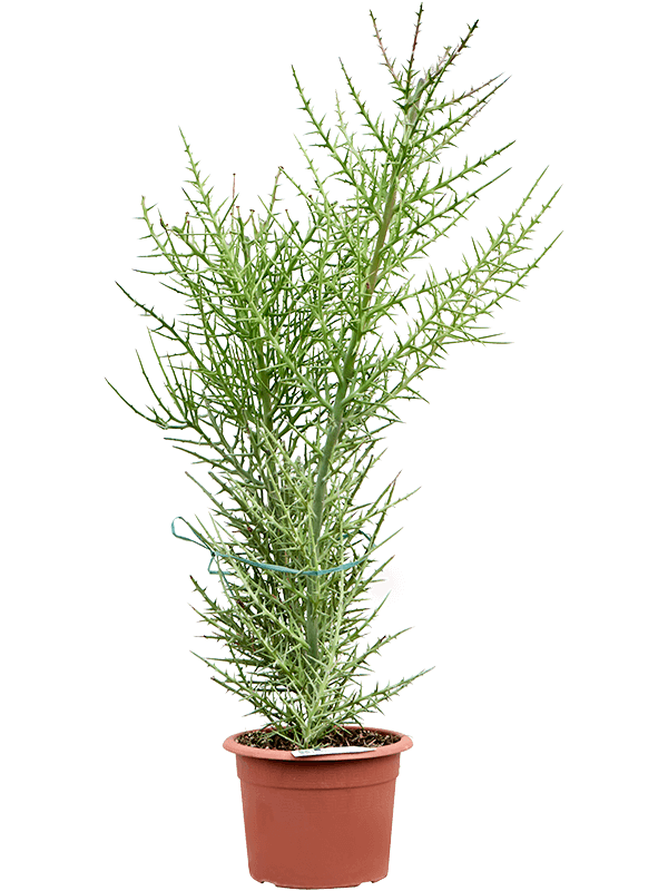 Euphorbia stenoclada - Foto 76282