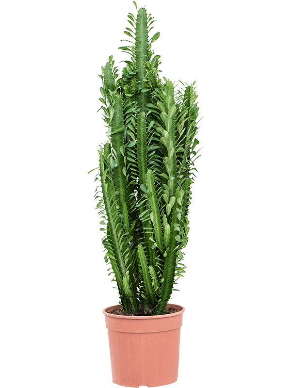 Euphorbia trigona - Foto 76287