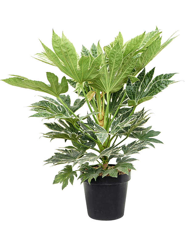 Fatsia japonica 'Spider Web' - Foto 76290