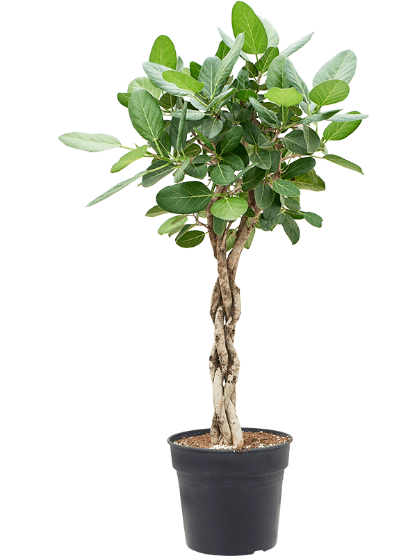 Ficus benghalensis 'Audrey' - Foto 76303