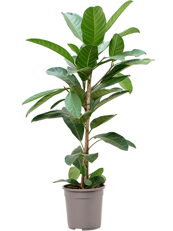 Ficus benghalensis 'Roy' - Foto 76307