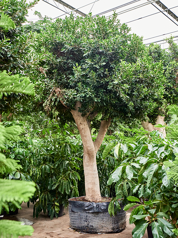 Ficus microcarpa ‘Nitida’ - Foto 76318