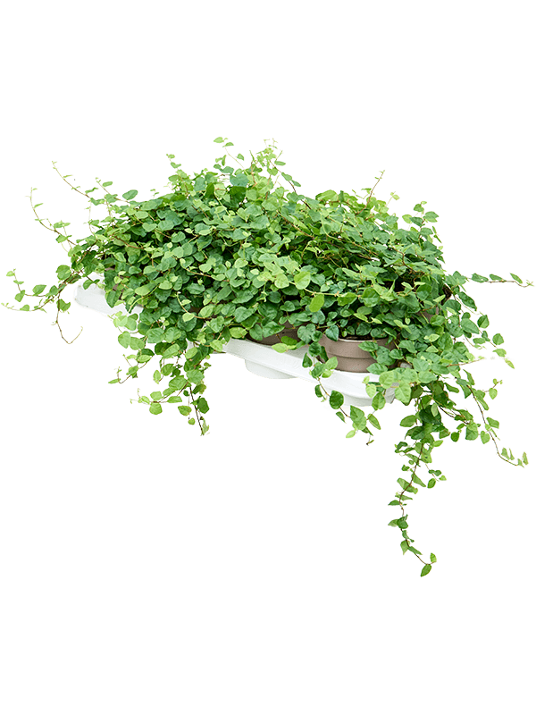 Ficus pumila (repens) 'Green Sunny' 8/tray - Foto 76331