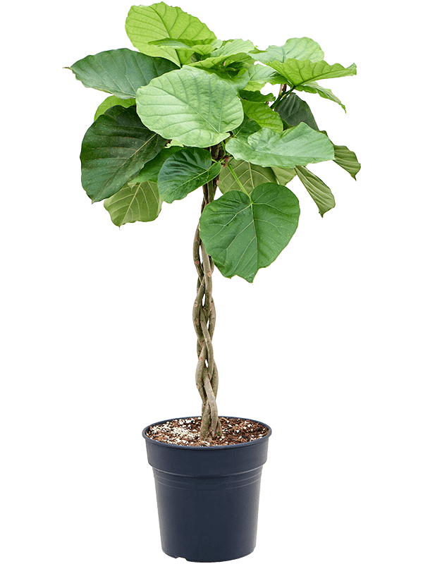 Ficus umbellata - Foto 76335