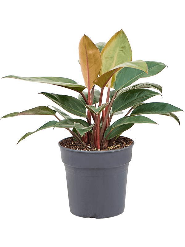 Philodendron 'Red Beauty' - Foto 76408