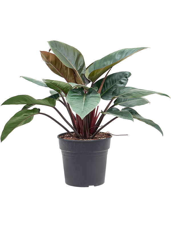 Philodendron 'Red Beauty' - Foto 76409