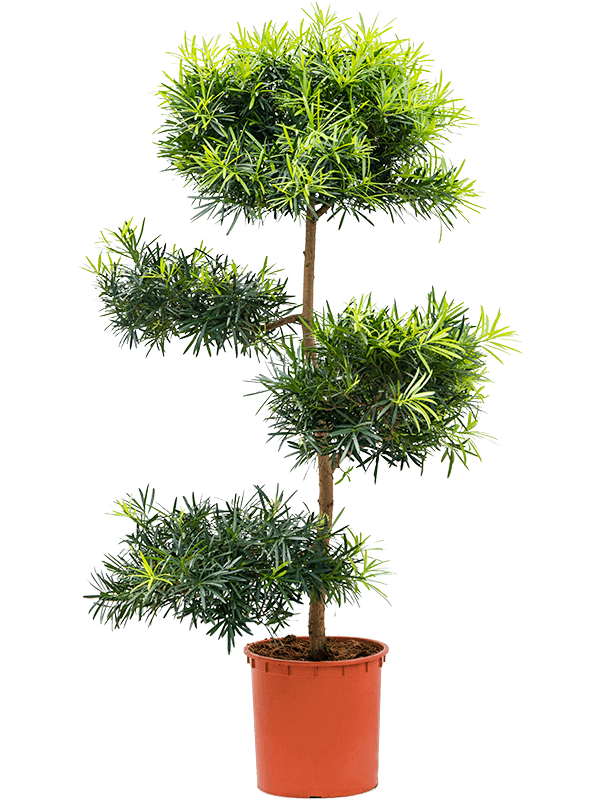 Podocarpus macrophyllus - Foto 76441