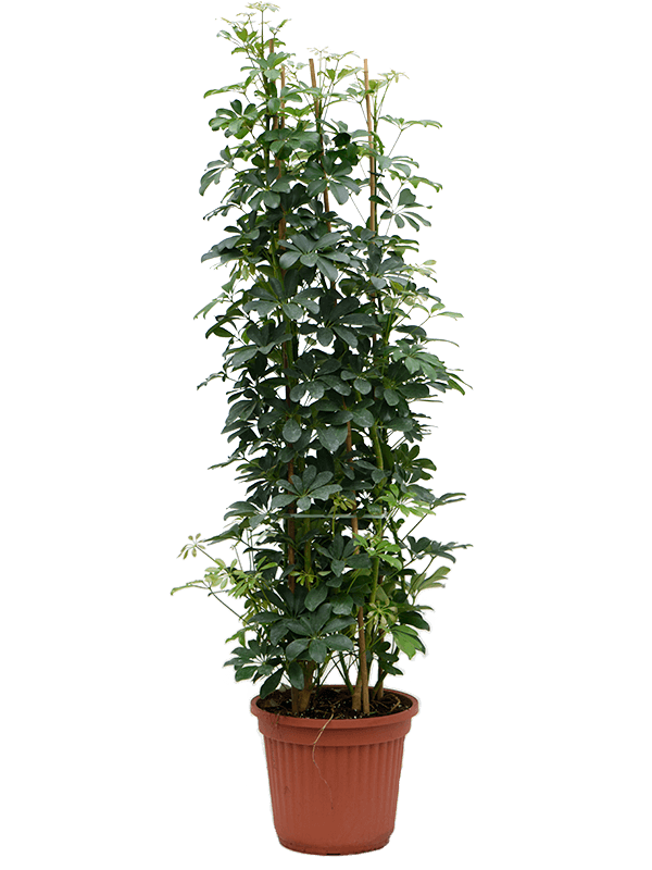 Schefflera arboricola - Foto 76470