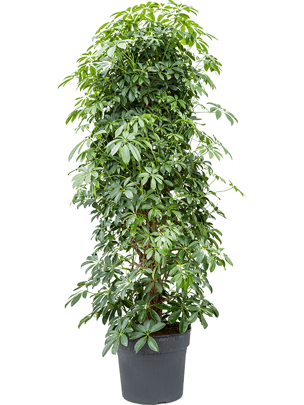 Schefflera arboricola 'Compacta' - Foto 76473