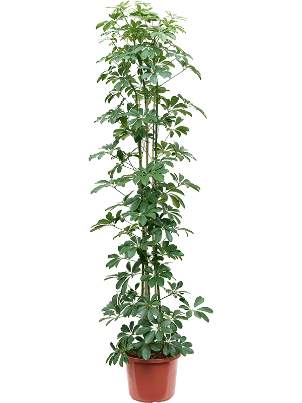 Schefflera arboricola 'Compacta' - Foto 76474