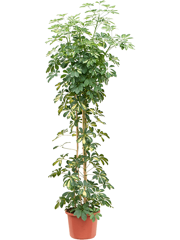 Schefflera arboricola 'Gold Capella' - Foto 76483