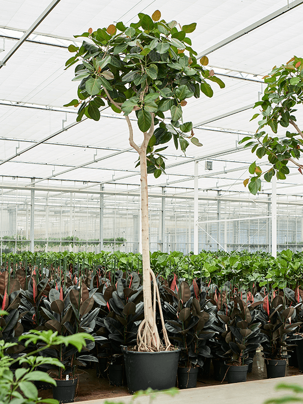 Ficus benghalensis (400-450) - Foto 76574