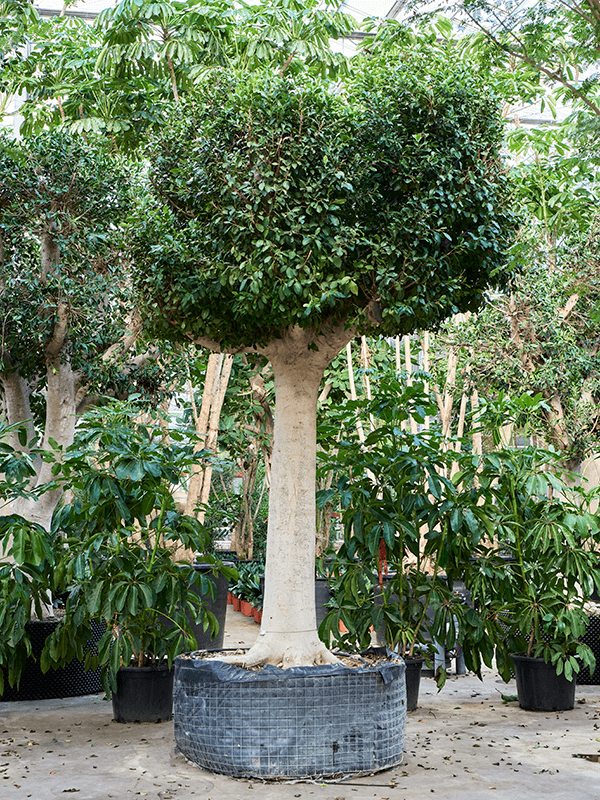 Ficus microcarpa 'Nitida' - Foto 76587