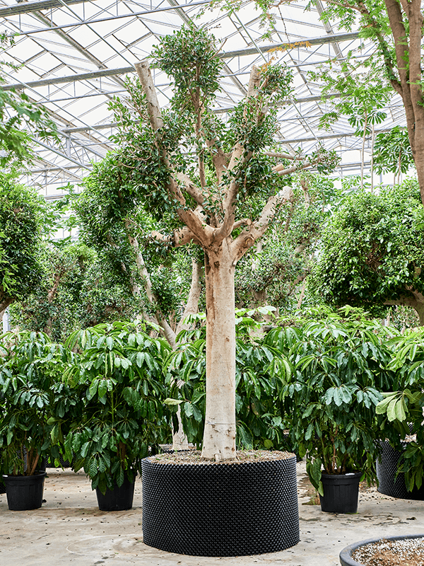 Ficus microcarpa 'Nitida' - Foto 76589