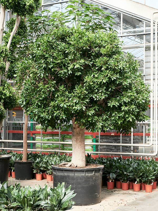 Ficus microcarpa 'Nitida' - Foto 76591