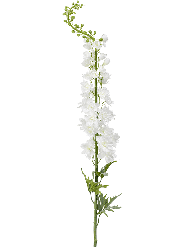 Delphinium White - Foto 76937