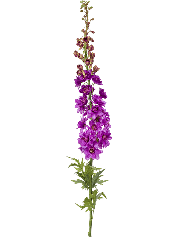 Delphinium Lilac - Foto 76940