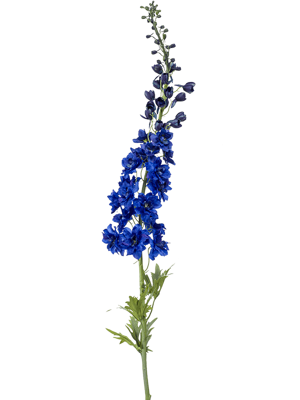 Delphinium Blue - Foto 76941