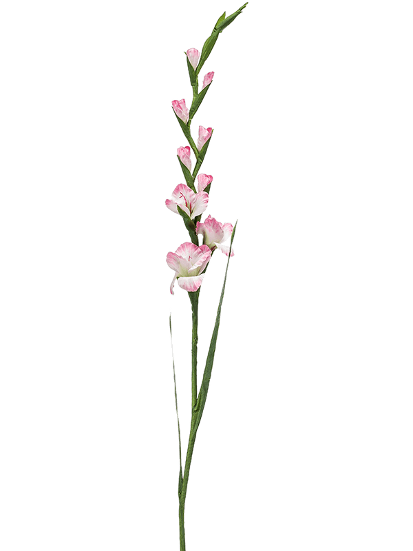 Gladiolus Pink - Foto 76942