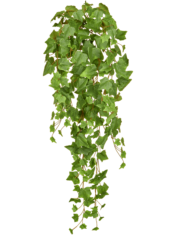 Ivy Green Bush (FR) - Foto 76998