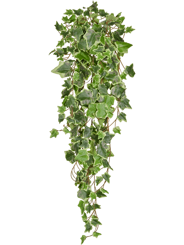 Ivy Green Variegated Bush (FR) - Foto 76999
