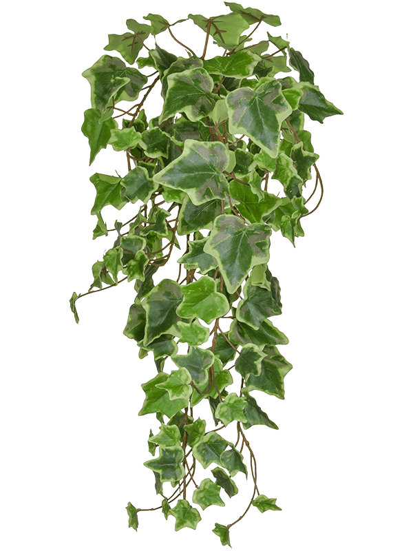 Ivy Green Variegated Bush (FR) - Foto 77001