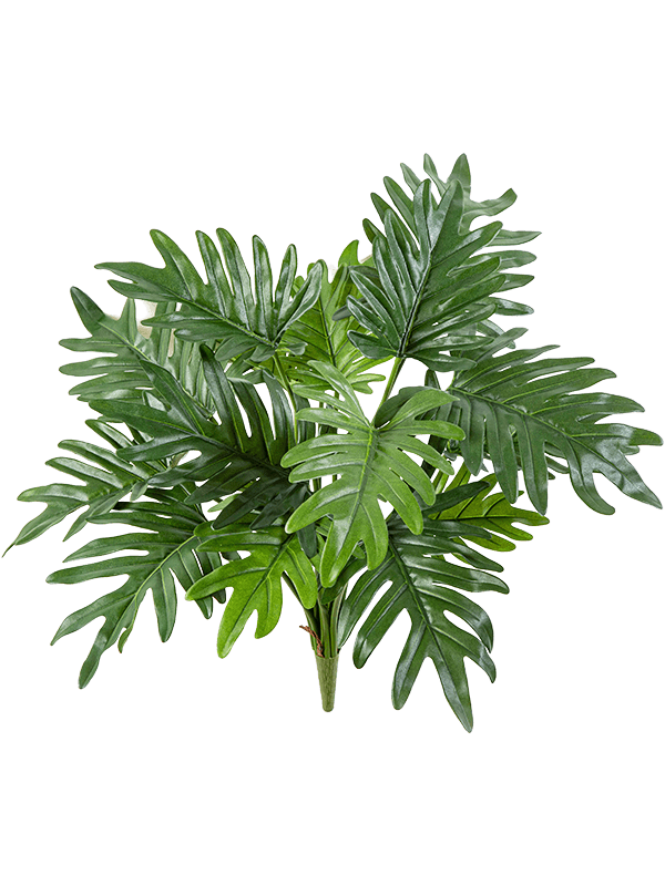 Philodendron selloum Bush (16 lvs.) - Foto 77020