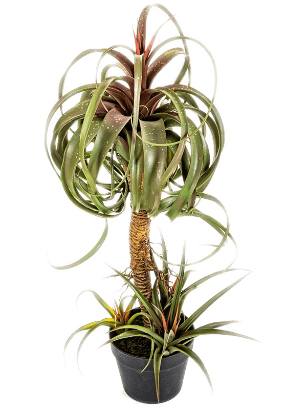 Tillandsia Streptophylla Bush Pot - Foto 77026