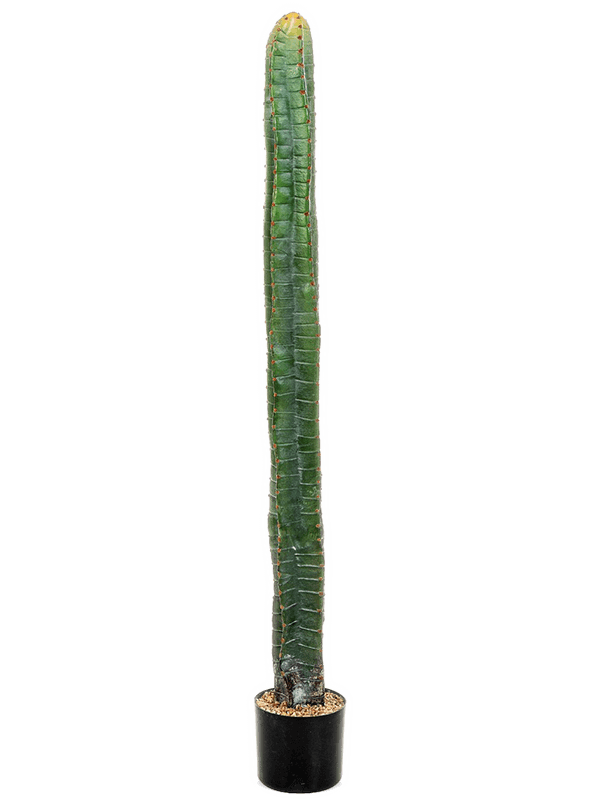 Cereus Column Cactus Tuft (140 cm) - Foto 77027