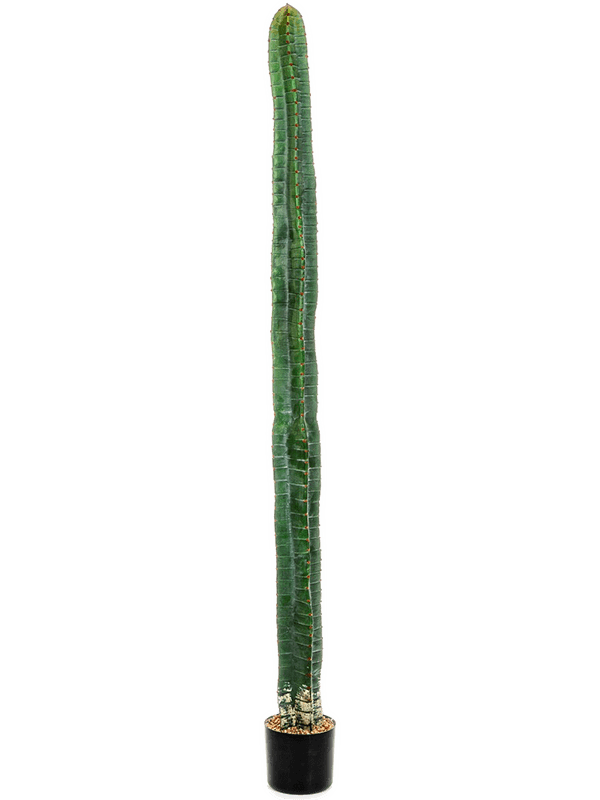 Cereus Column Cactus Tuft (180 cm) - Foto 77028