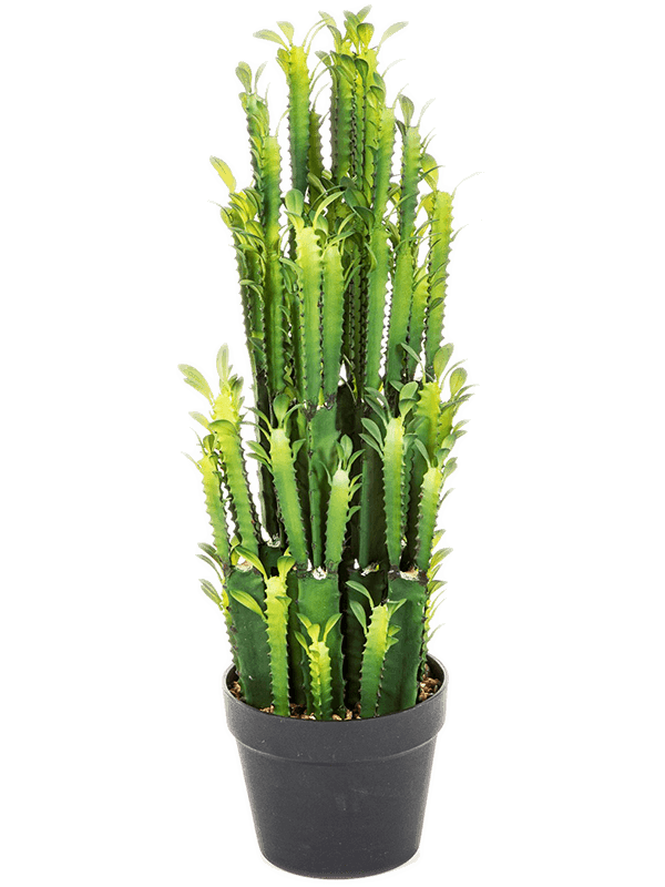 Euphorbia Trigona Cactus Toef (64 cm) - Foto 77029