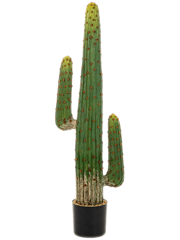 Mexican Cactus Toef (125 cm) - Foto 77031