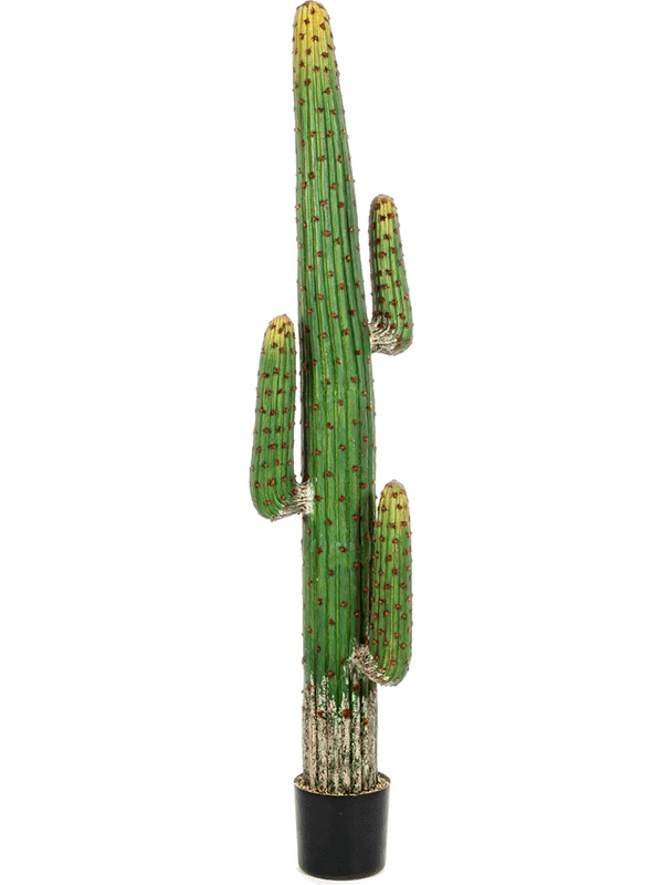 Mexican Cactus Toef (170 cm) - Foto 77032