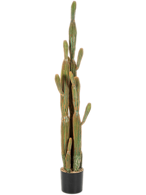 Columnar Cactus Toef (150 cm) - Foto 77033