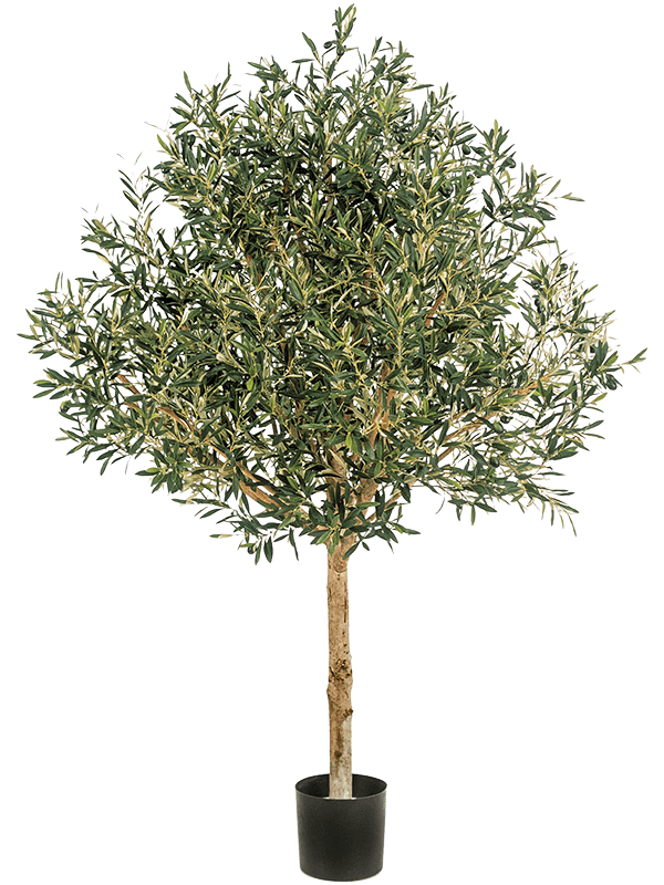 Natural olive topiary Tree - Foto 77034
