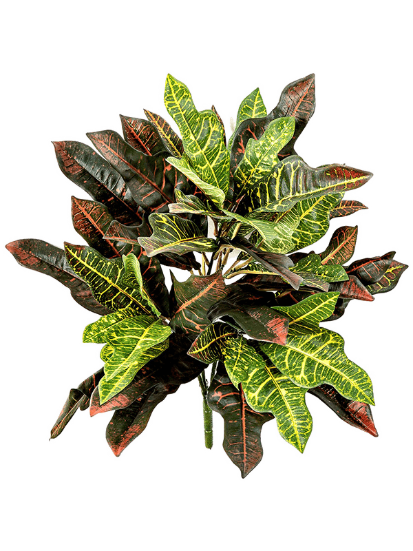 Croton Bush FR (48 lvs.) - Foto 77049