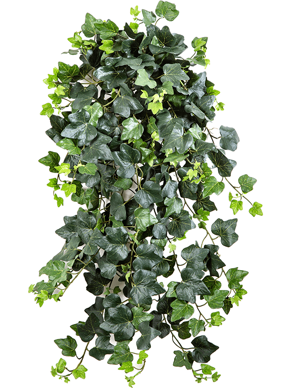 Ivy Hanging Bush (331 lvs.) - Foto 77058