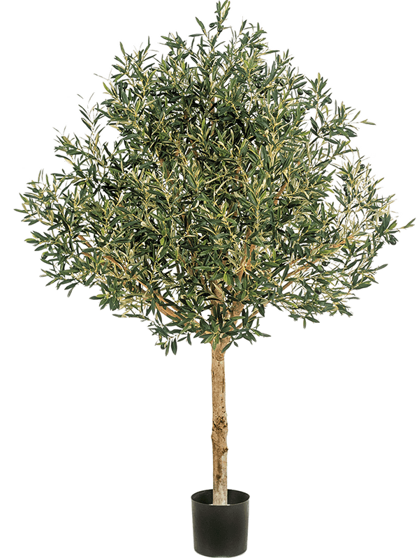 Natural Olive Topiary With Fruits Tree Natural Trunk (210 cm) - Foto 77070