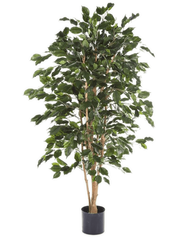 Ficus Exotica Tree FR (120 cm) - Foto 77075