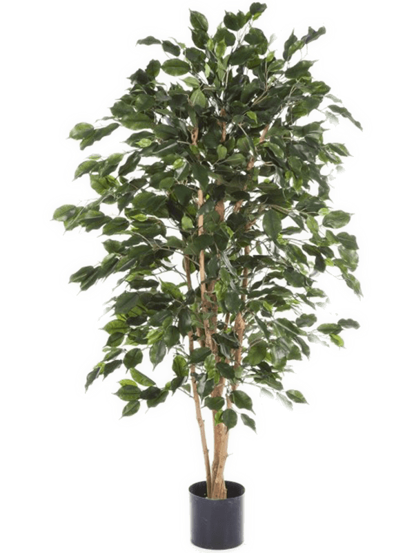 Ficus Exotica Tree FR (180 cm) - Foto 77076