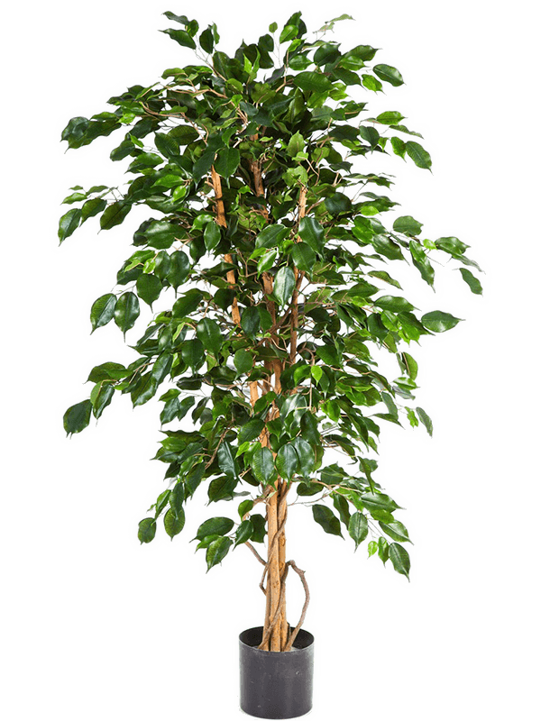 Ficus Exotica Tree Natural Trunk (210 cm) - Foto 77077