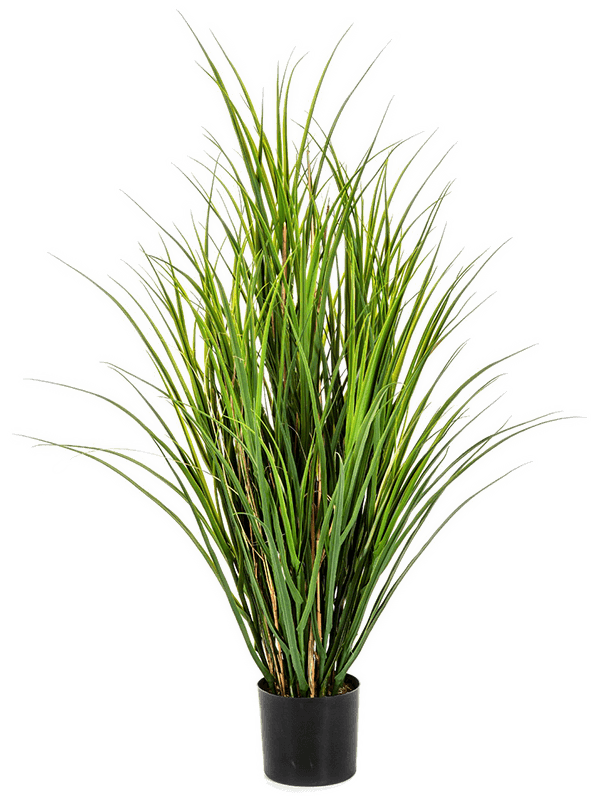 Reed Grass (110 cm) - Foto 77078