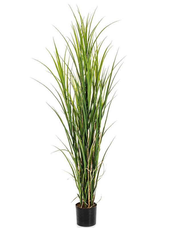 Reed Grass (165 cm) - Foto 77079