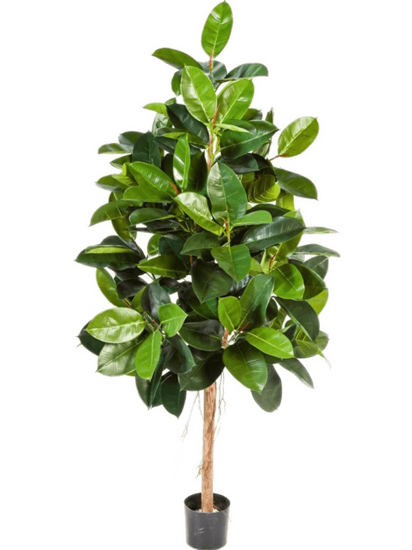 Ficus Elastica Tree (140 cm) - Foto 77080