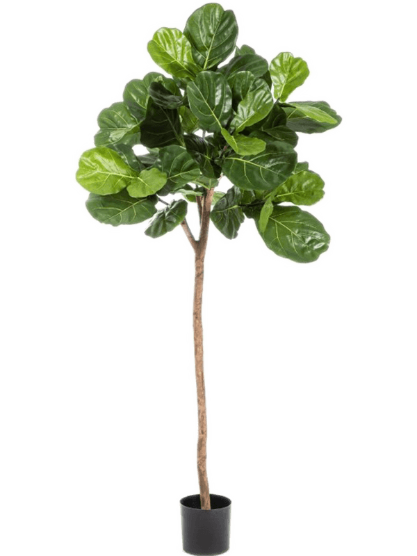 Ficus Lyrata Single Trunk (170 cm) - Foto 77083