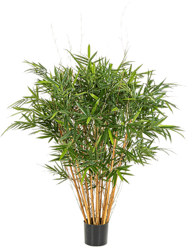 Royal Bamboo Jamaica Tree (125 cm) - Foto 77087