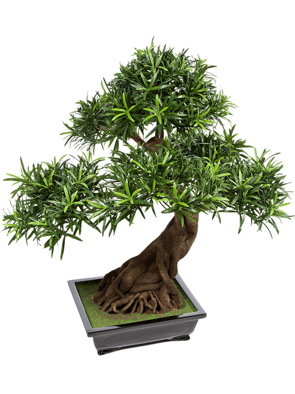 Podocarpus Bonsai - Foto 77108