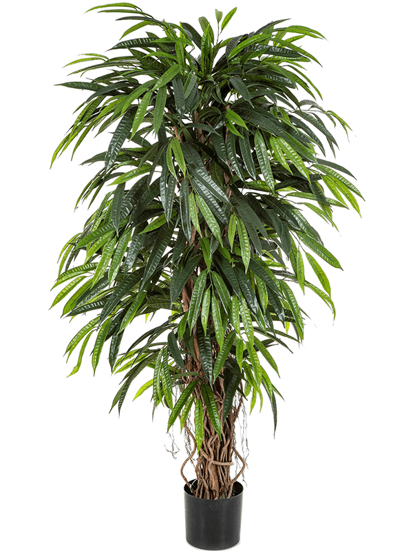 Longifolia Liana Deluxe (150 cm) - Foto 77110