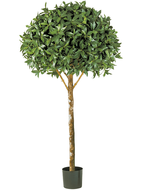 Laurel Maxima Ball Tree (170 cm) - Foto 77112